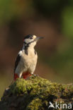 Grote Bonte Specht (Dendrocopos major)