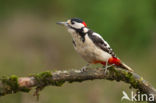 Grote Bonte Specht (Dendrocopos major)