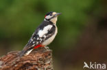 Grote Bonte Specht (Dendrocopos major)