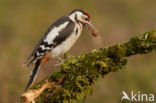 Grote Bonte Specht (Dendrocopos major)