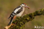 Grote Bonte Specht (Dendrocopos major)