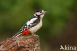 Grote Bonte Specht (Dendrocopos major)