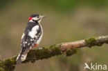 Grote Bonte Specht (Dendrocopos major)