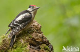 Grote Bonte Specht (Dendrocopos major)