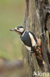 Grote Bonte Specht (Dendrocopos major)