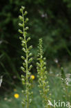 Grote keverorchis (Neottia ovata