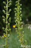 Grote keverorchis (Neottia ovata