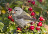 Parrot Crossbill (Loxia pytyopsittacus)