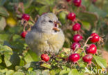 Parrot Crossbill (Loxia pytyopsittacus)