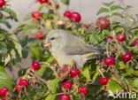 Parrot Crossbill (Loxia pytyopsittacus)