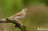 Grote Lijster (Turdus viscivorus)