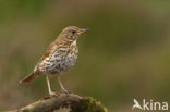 Grote Lijster (Turdus viscivorus)