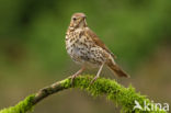 Mistle Thrush (Turdus viscivorus)