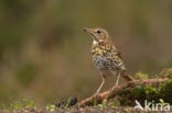 Grote Lijster (Turdus viscivorus)