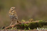 Mistle Thrush (Turdus viscivorus)