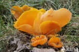 Orange Peel Fungus (Aleuria aurantia)