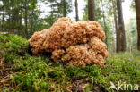 Wood Cauliflower (Sparassis crispa)