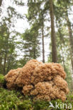 Wood Cauliflower (Sparassis crispa)