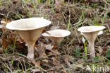 Grote trechterzwam (Clitocybe geotropa)