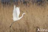 Grote Zilverreiger (Ardea alba)