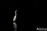 Grote Zilverreiger (Ardea alba)