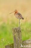 Black-tailed Godwit (Limosa limosa)