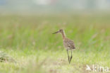 Grutto (Limosa limosa) 