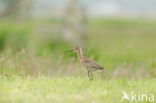 Black-tailed Godwit (Limosa limosa) 