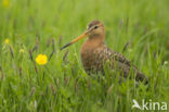 Black-tailed Godwit (Limosa limosa) 