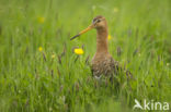 Black-tailed Godwit (Limosa limosa) 