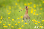 Black-tailed Godwit (Limosa limosa) 