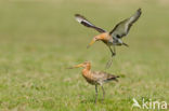 Black-tailed Godwit (Limosa limosa) 