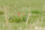 Black-tailed Godwit (Limosa limosa) 