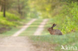 Haas (Lepus europaeus)