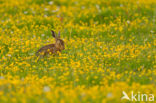 Brown Hare (Lepus europaeus)