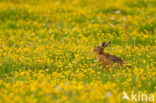 Brown Hare (Lepus europaeus)