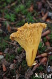 Chanterelle (Cantharellus cibarius)