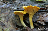 Chanterelle (Cantharellus cibarius)