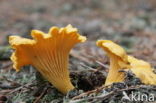 Chanterelle (Cantharellus cibarius)