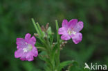 Harig wilgeroosje (Epilobium hirsutum)