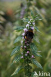 Motherwort (Leonurus cardiaca)