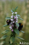 Motherwort (Leonurus cardiaca)