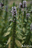 Motherwort (Leonurus cardiaca)