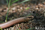 Hazelworm (Anguis fragilis) 