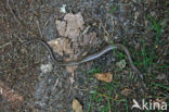 Slow Worm (Anguis fragilis)