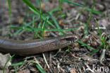 Hazelworm (Anguis fragilis) 