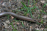 Hazelworm (Anguis fragilis) 