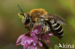 Heidezijdebij (Colletes succinctus)