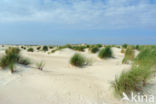 Marram (Ammophila arenaria)