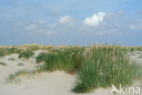 Marram (Ammophila arenaria)